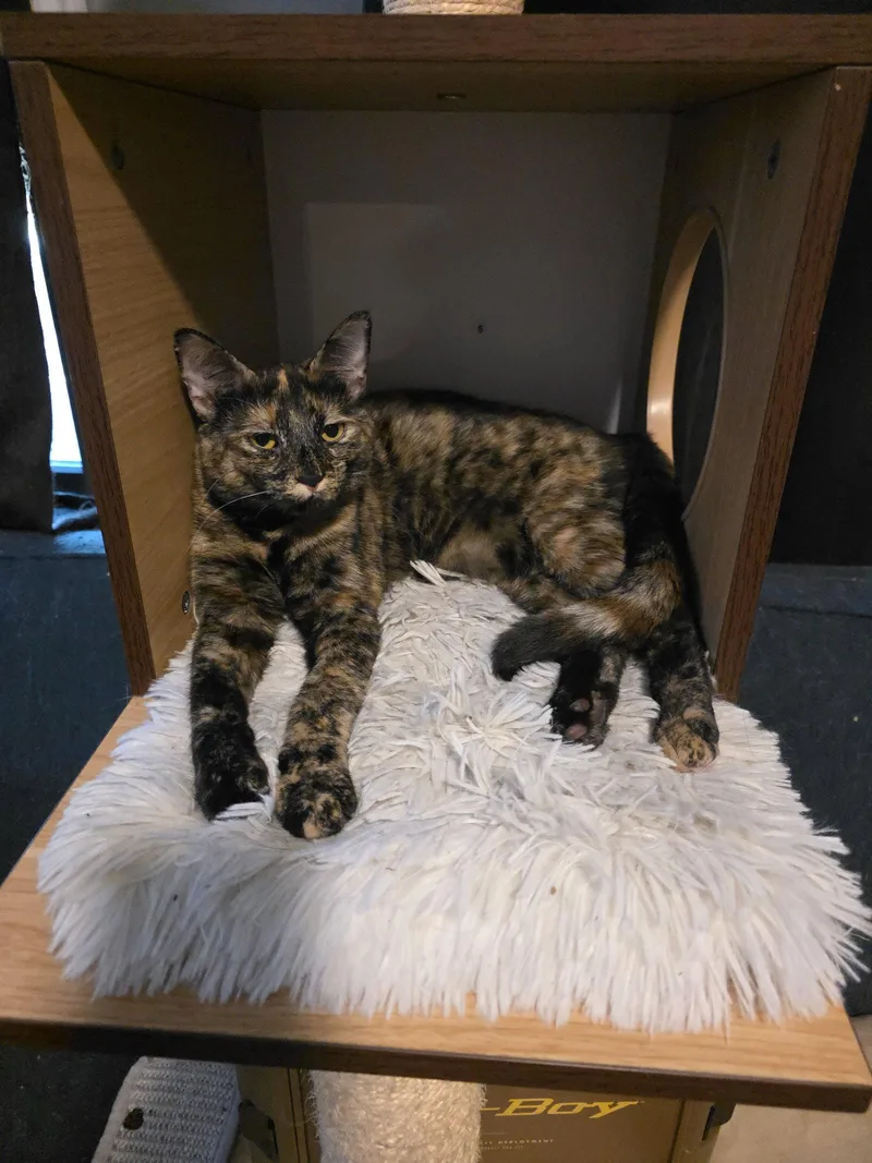 A young medium-sized female Tortoiseshell cat named Serena for adoption in Wesley Chapel, FL