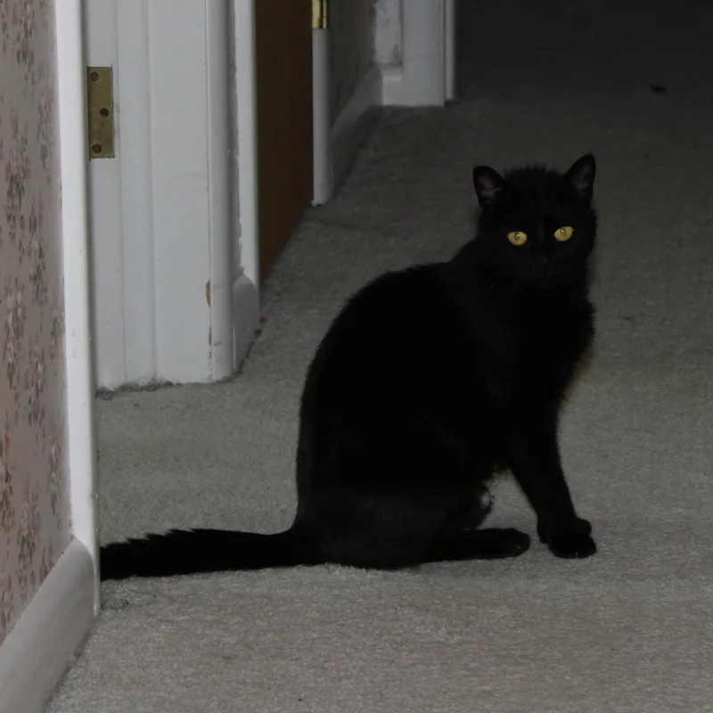 A young medium-sized female Black Domestic Short Hair cat named Skye for adoption in Mayfield, NY