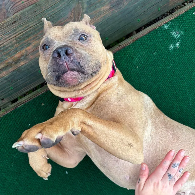 An adult medium-sized female Shar-Pei dog named Ballerina for adoption in Binghamton, NY