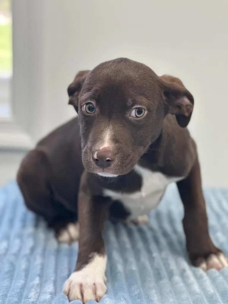 A baby medium-sized male Labrador Retriever dog named Champ for adoption in Cambridge, MD