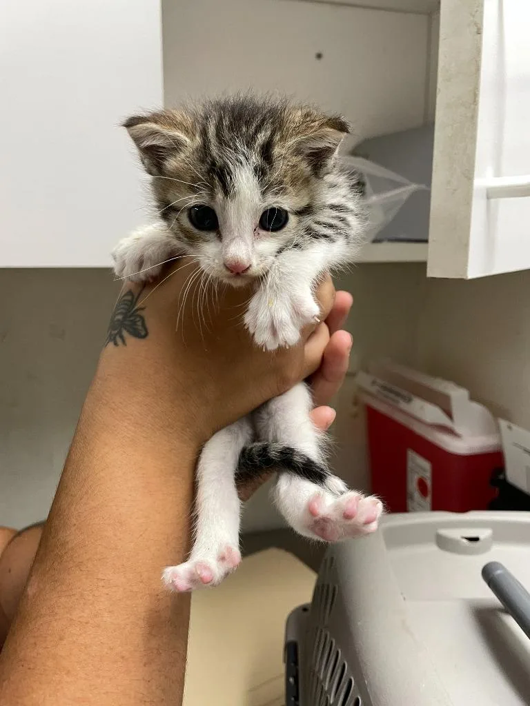 A baby small-sized female Domestic Short Hair cat named Captain for adoption in Chico, CA