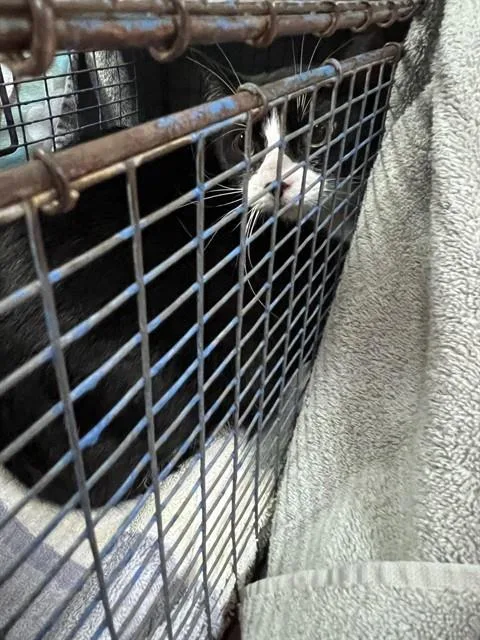 A young large-sized female Domestic Short Hair cat named Gremlin for adoption in San Jose, CA