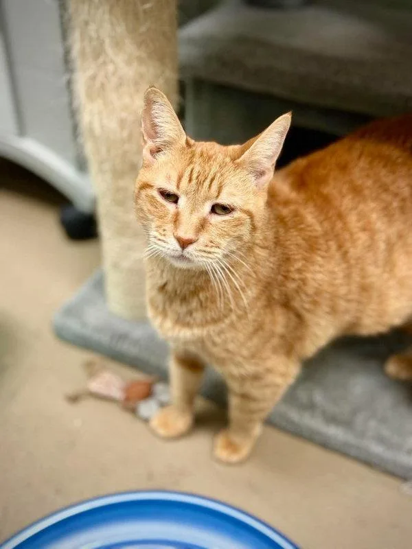 An adult medium-sized male Orange / Red Domestic Short Hair cat named Jeff for adoption in Gonic, NH