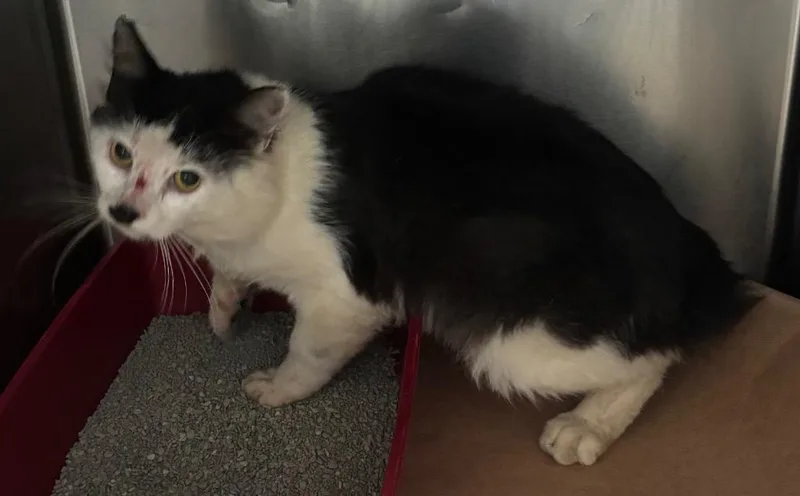 A young large-sized male Domestic Short Hair cat named Shade for adoption in Cartersville , GA