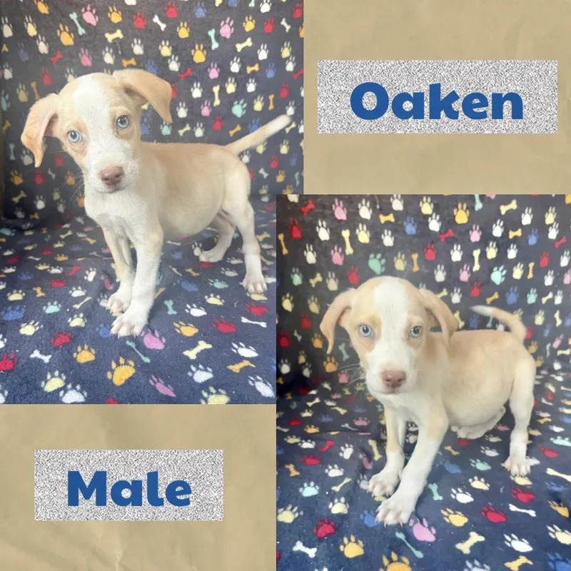 A baby medium-sized male Terrier dog named Oaken for adoption in Manchester, CT