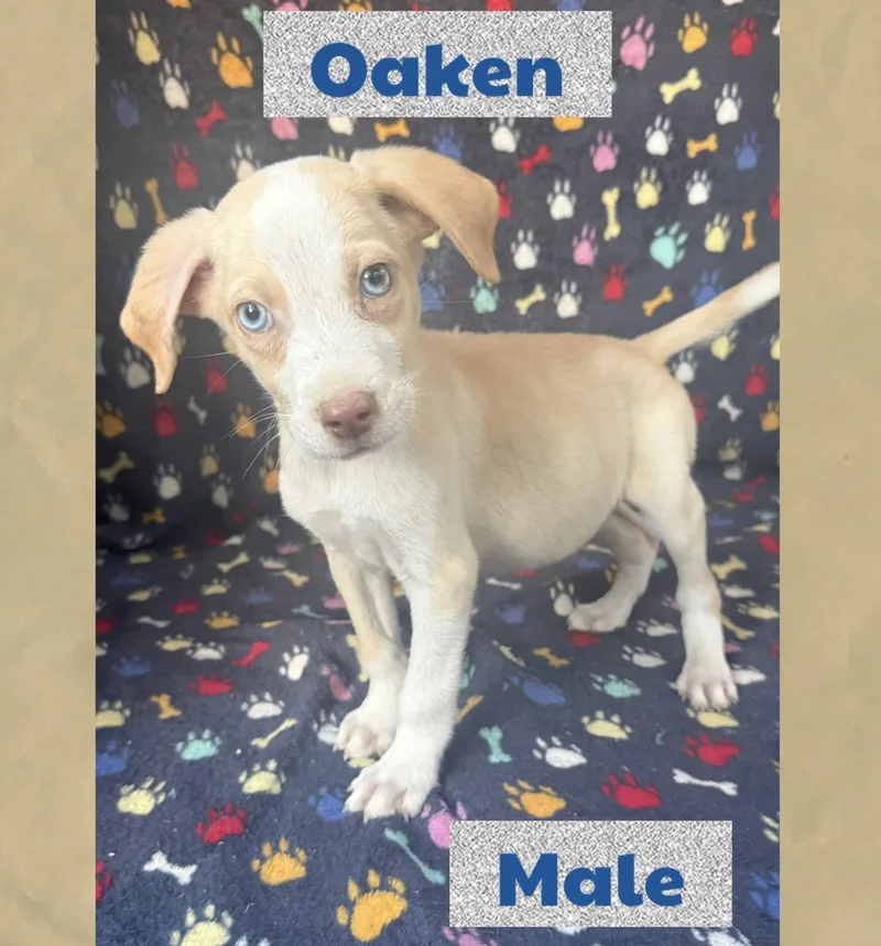 Oaken thumbnail 2
