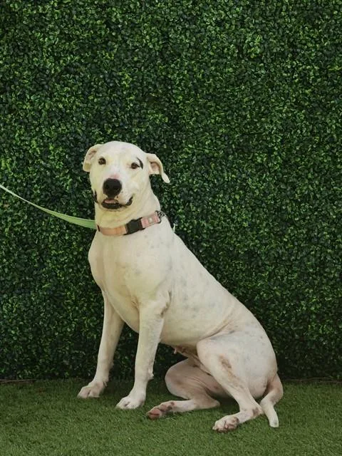 A young large-sized female Terrier dog named Twix for adoption in Naples, FL