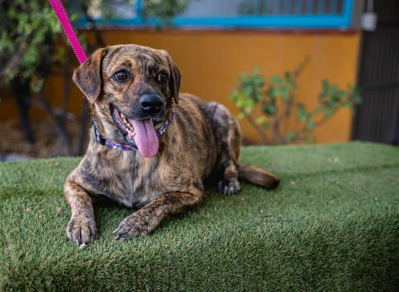 A young medium-sized female Plott Hound dog named Lady Pinta for adoption in Anacortes, WA