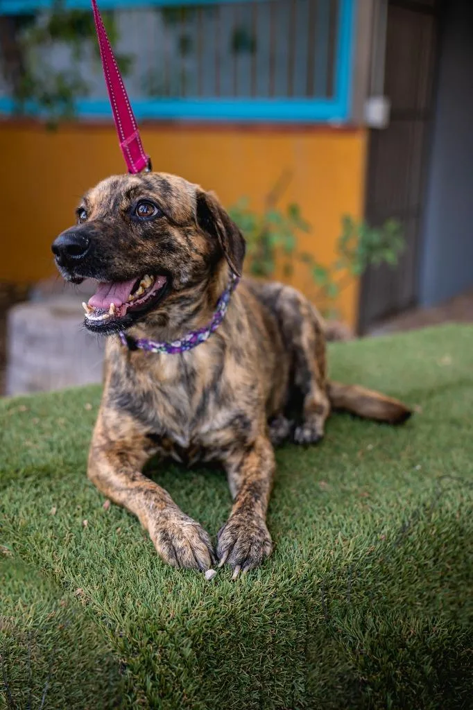 Lady Pinta thumbnail 2