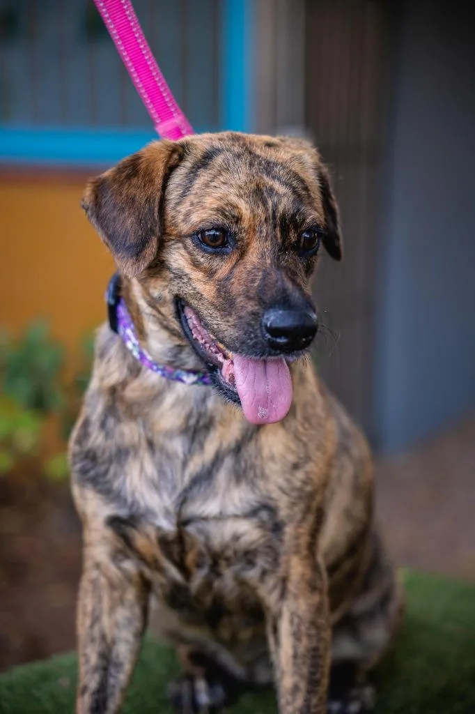 Lady Pinta thumbnail 3