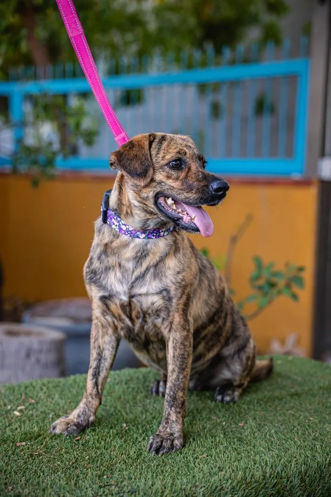 Lady Pinta thumbnail 4