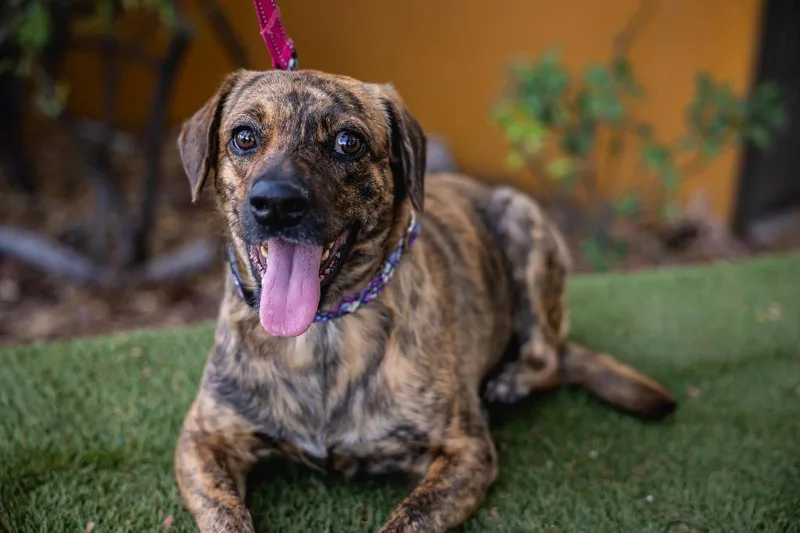 Lady Pinta thumbnail 5