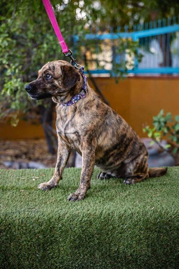 Lady Pinta thumbnail 6