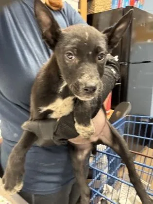A baby small-sized male Mixed Breed dog named Lunch for adoption in Chamblee, GA