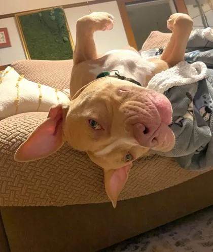 An adult large-sized female Pit Bull Terrier dog named Beezy for adoption in Seattle, WA