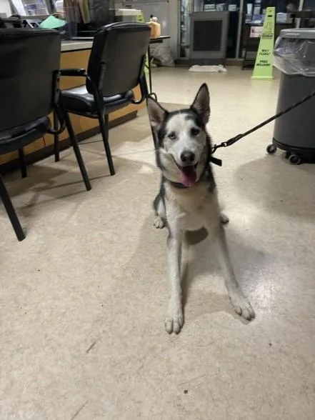 A young medium-sized male Siberian Husky dog named Apollo for adoption in San Pedro, CA