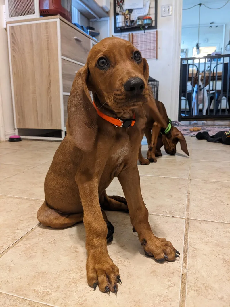 A baby small-sized male Redbone Coonhound dog named Wesson for adoption in TULSA, OK