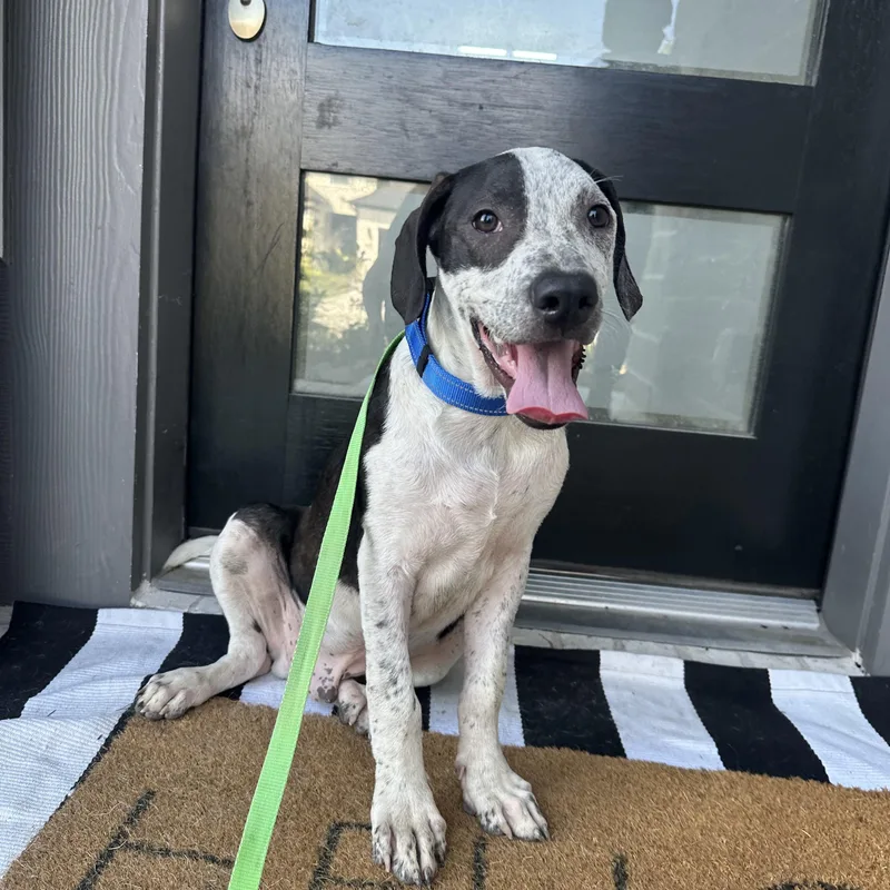 A young medium-sized male White / Cream Pointer dog named Buccee for adoption in Spring, TX