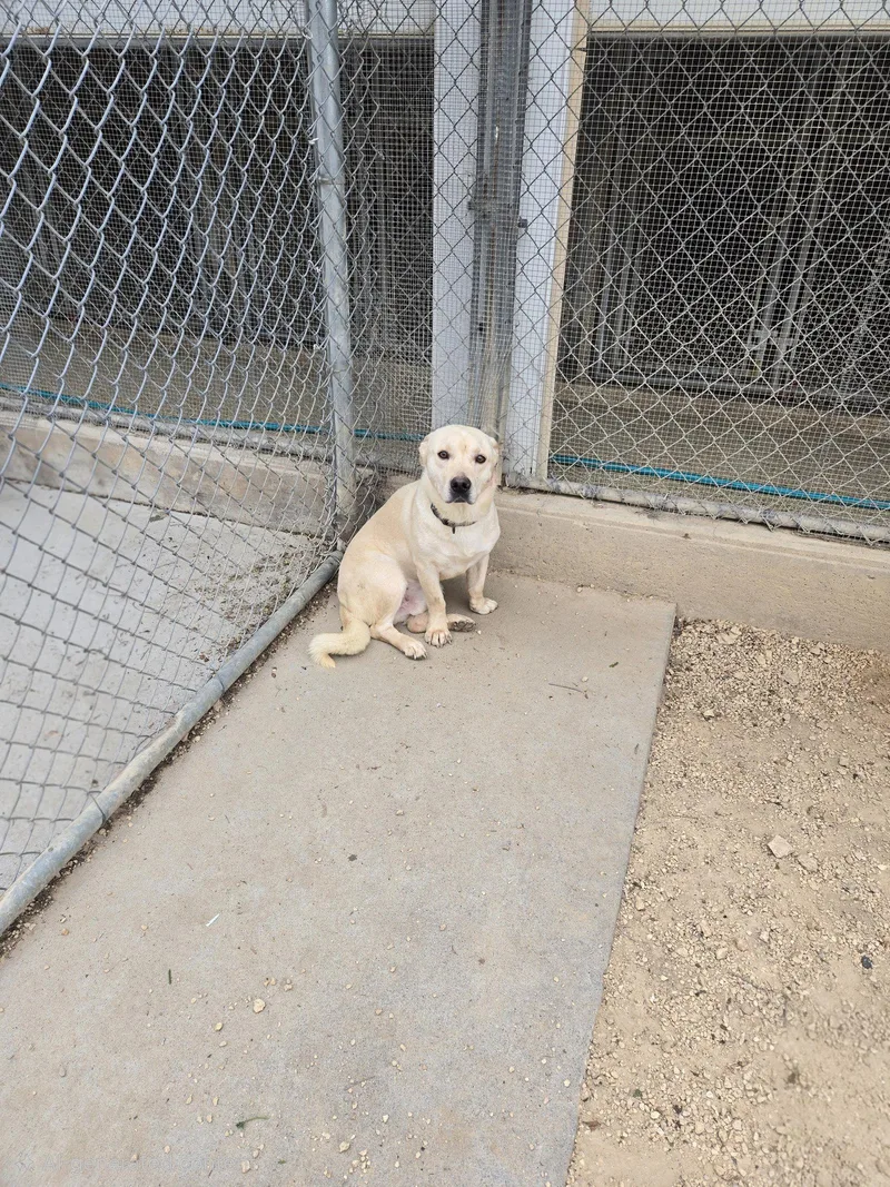 An adult medium-sized male Mixed Breed dog named Azad for adoption in Maquoketa, IA