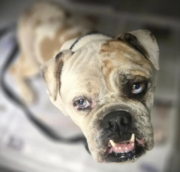 A young medium-sized female English Bulldog dog named Gavina for adoption in Los Angeles, CA
