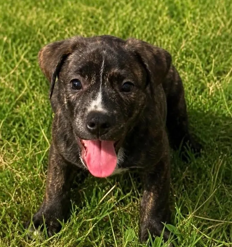 A baby medium-sized male Labrador Retriever dog named Monty for adoption in El Dorado, AR