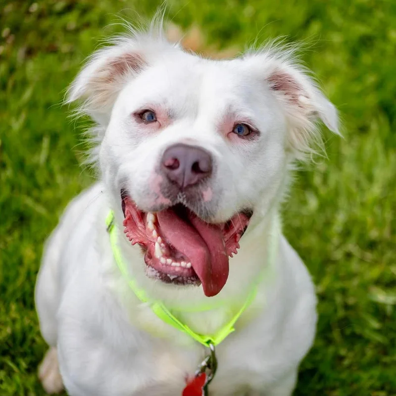 A young medium-sized female Terrier dog named Renny for adoption in Valparaiso, IN