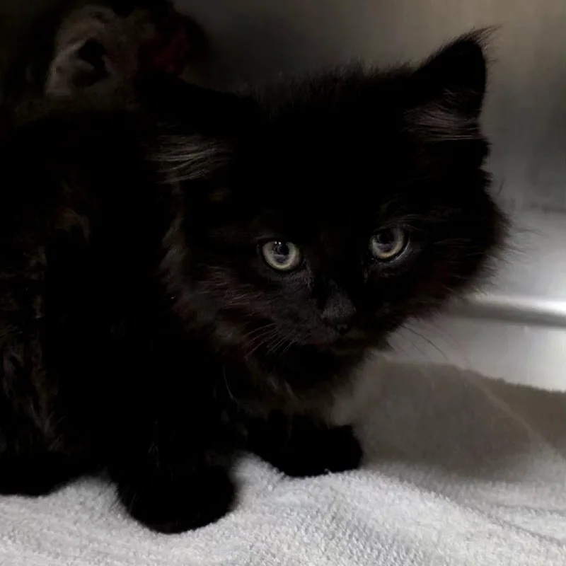 A baby small-sized female Black Domestic Short Hair cat named Mousse for adoption in Santa Barbara, CA