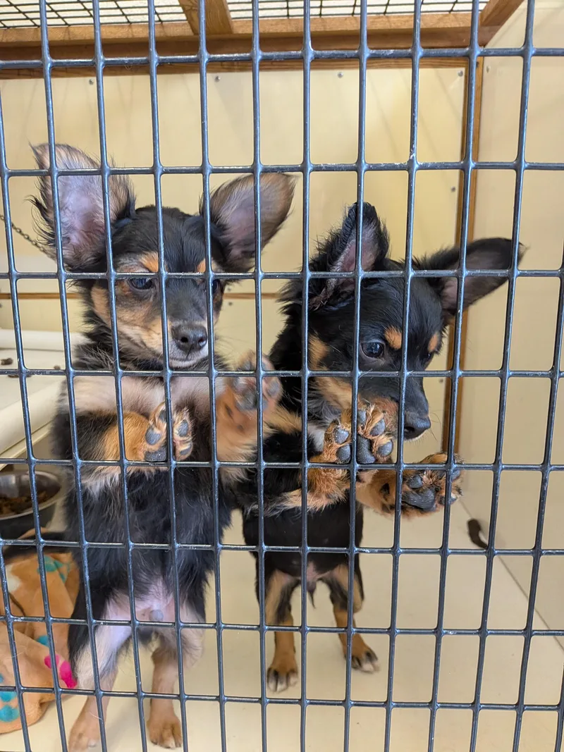 Puppies thumbnail 3