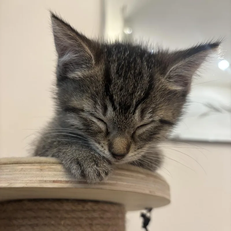 A baby small-sized female Gray / Blue / Silver Domestic Short Hair cat named Jell O for adoption in Philadelphia, PA