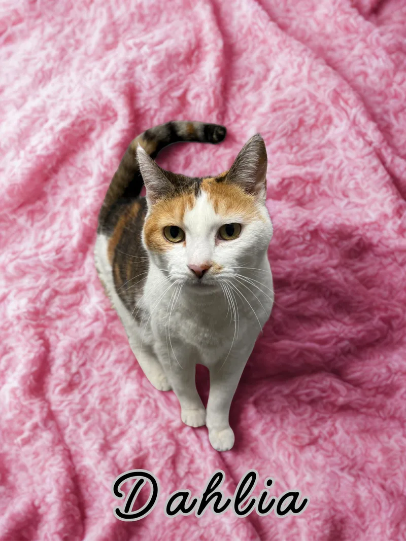 A senior medium-sized female Calico Domestic Short Hair cat named Dahlia for adoption in Orleans, VT