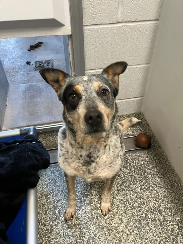 An adult medium-sized female Cattle Dog dog named Sonar for adoption in Mustang, OK