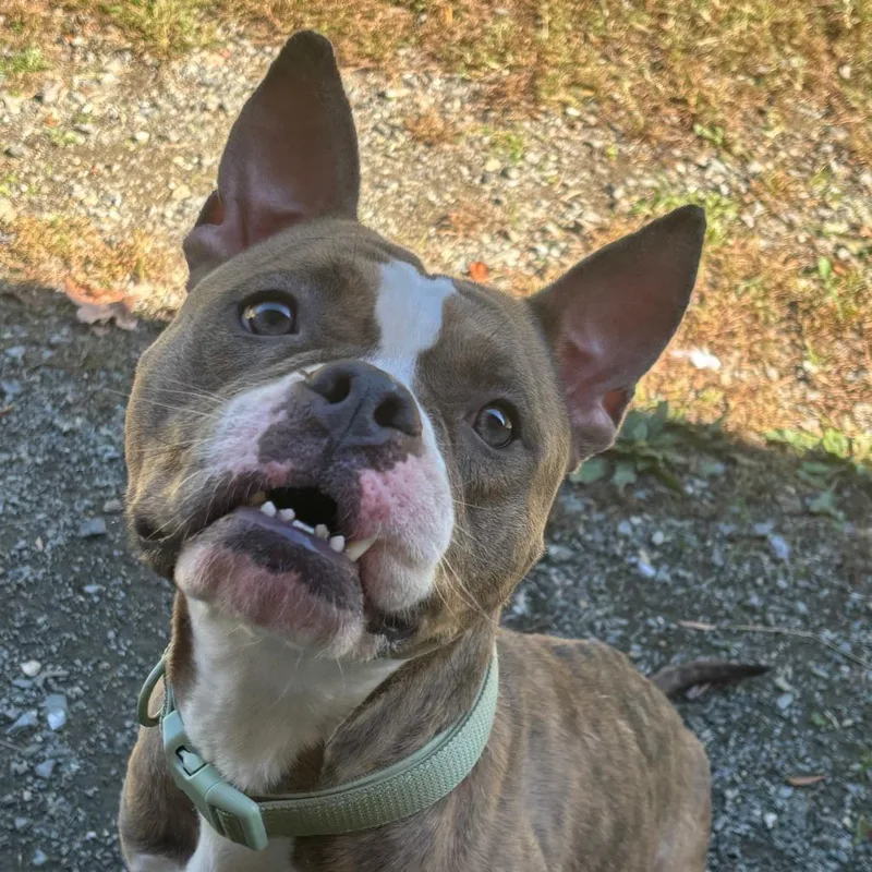 An adult medium-sized female Brindle Mixed Breed dog named Cherry for adoption in Richmond, VA