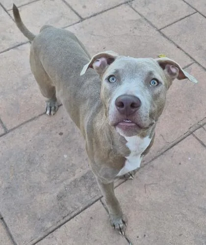 A young medium-sized female Terrier dog named Mila for adoption in Shreveport, LA