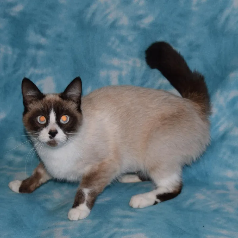 An adult small-sized female Seal Point Domestic Short Hair cat named Sunshine for adoption in Eureka, CA