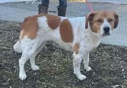 An adult large-sized female Mixed Breed dog named Jewel for adoption in Owenton, KY