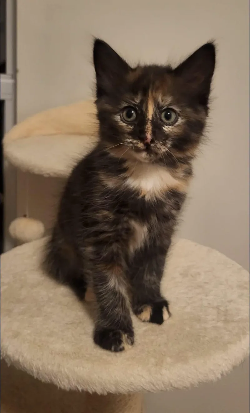 A baby medium-sized female Domestic Medium Hair cat named Brittney for adoption in Calera, AL