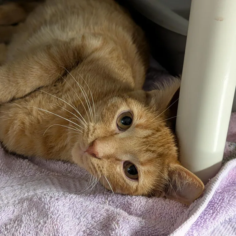 A young medium-sized male Orange / Red Domestic Short Hair cat named Apollo for adoption in Cape Girardeau, MO