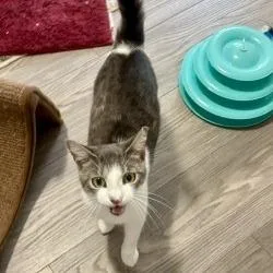Axel