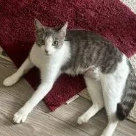 Axel thumbnail 3
