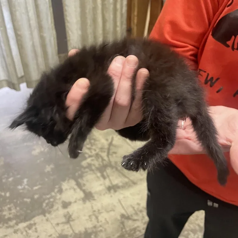 A baby small-sized male Black Domestic Long Hair cat named Poke for adoption in Branson, MO