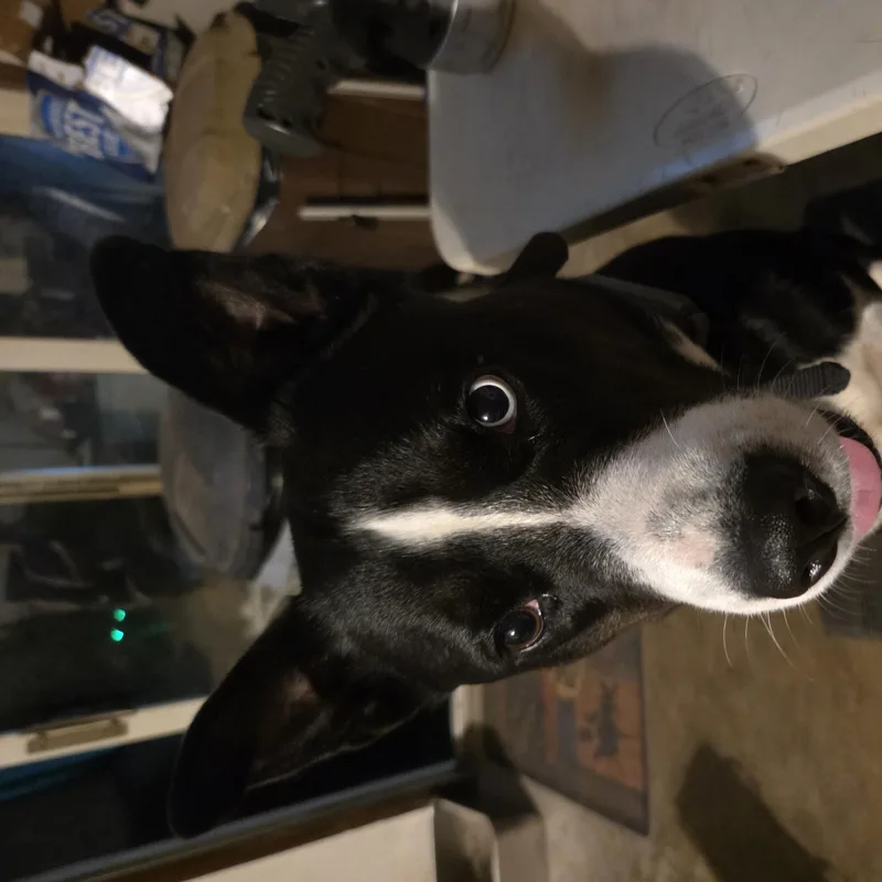 An adult large-sized female Black Siberian Husky dog named Lyla for adoption in Cincinnati, OH