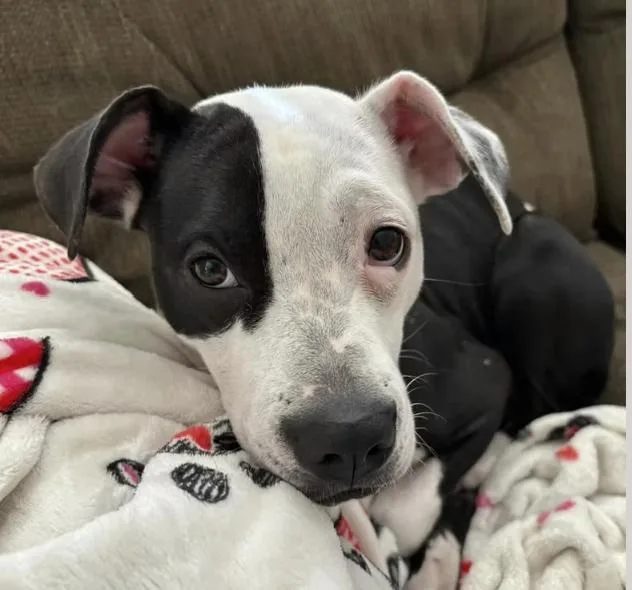 An adult medium-sized female Black Boxer dog named Lucy for adoption in Pleasant Valley, NY