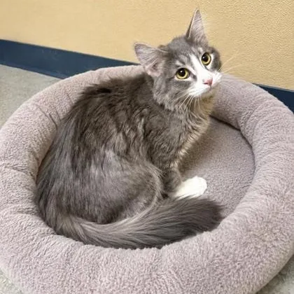 An adult medium-sized female Gray & White Domestic Medium Hair cat named Muffin for adoption in Quincy, IL