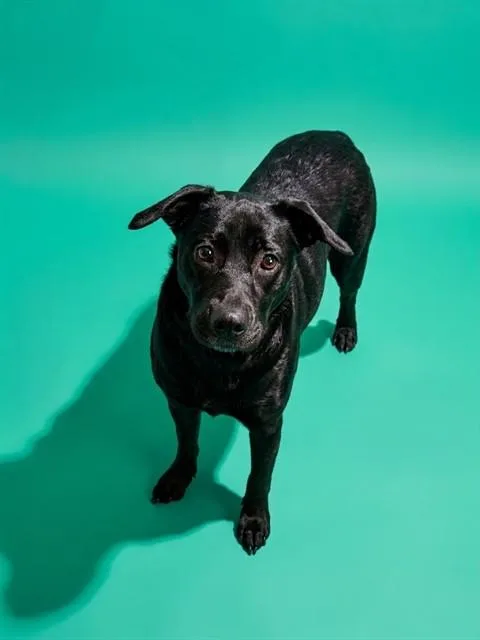 An adult medium-sized female Mixed Breed dog named Daisy for adoption in Jacksonville, FL