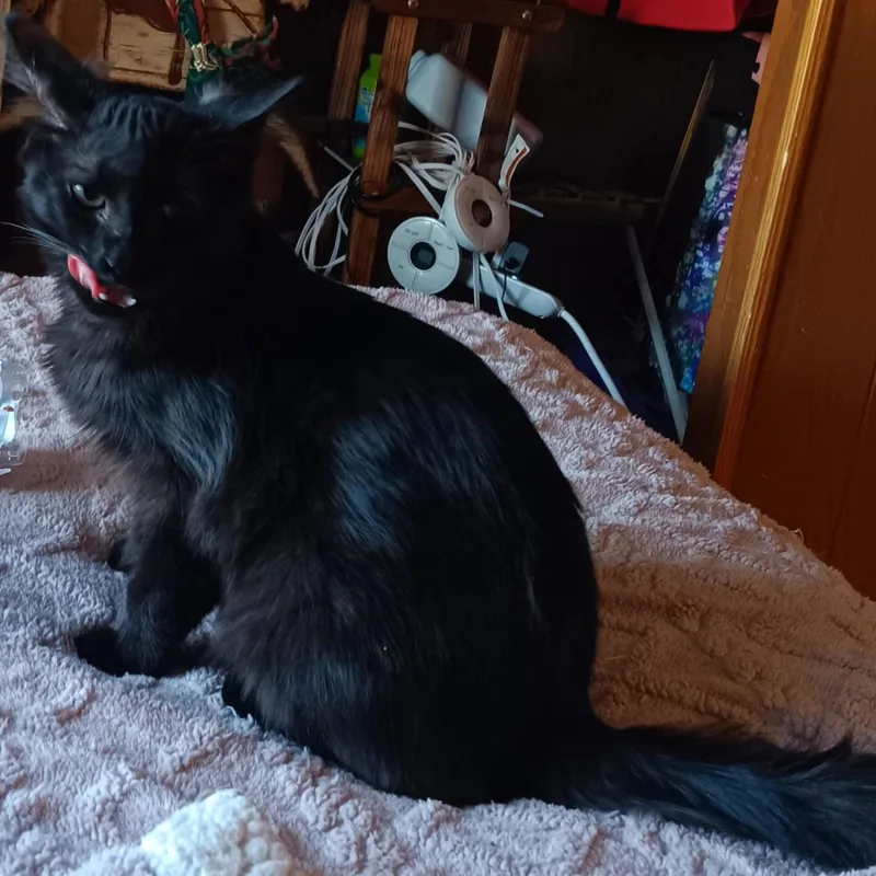 A young medium-sized male Black Maine Coon cat named Teddy for adoption in Utica, MI
