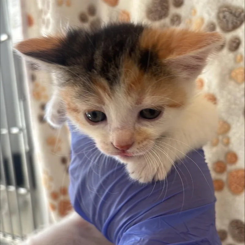 A baby small-sized female Tortoiseshell Domestic Short Hair cat named Crumpette for adoption in Kanab, UT