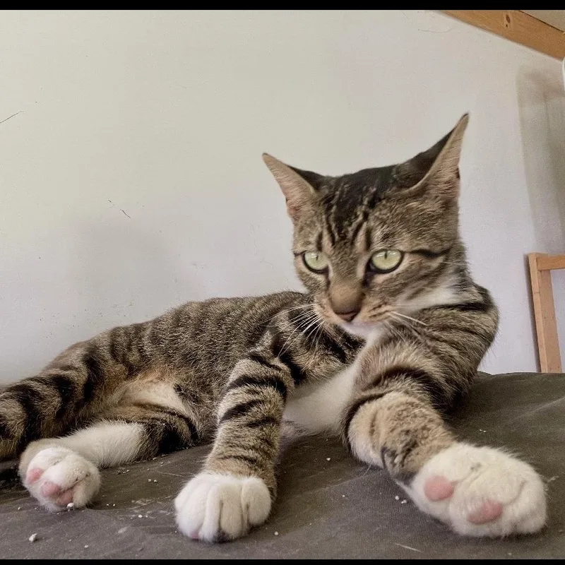A young medium-sized female Brown / Chocolate Domestic Short Hair cat named Ellen for adoption in Westhampton, NY