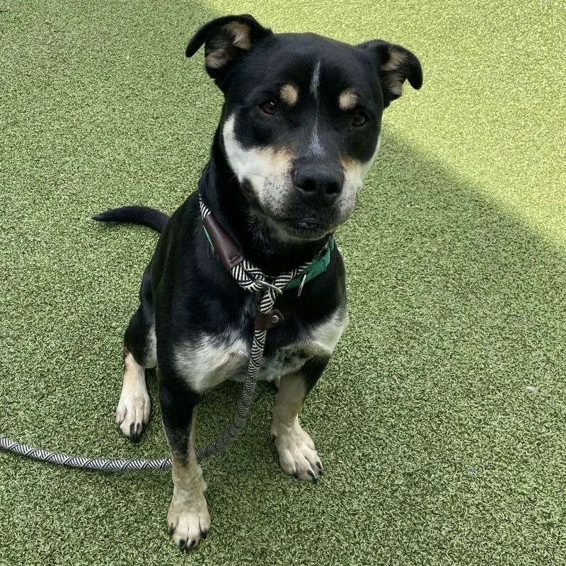 An adult medium-sized female Black Rottweiler dog named Abeona for adoption in Greensboro, NC