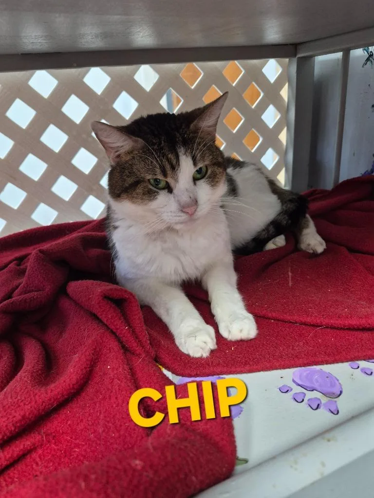 A young medium-sized male Domestic Short Hair cat named Chip for adoption in Rome, GA