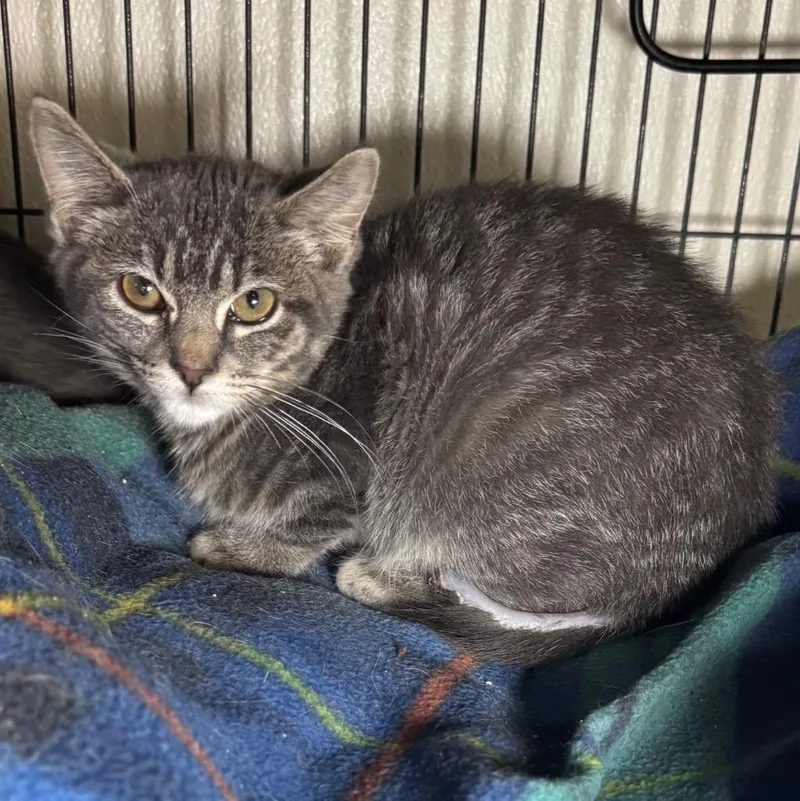 A baby medium-sized male Domestic Short Hair cat named Rupert for adoption in Saginaw, MI